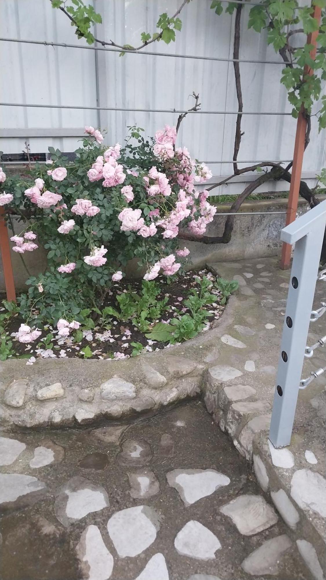 Hotel Vigor Sighnaghi Zewnętrze zdjęcie