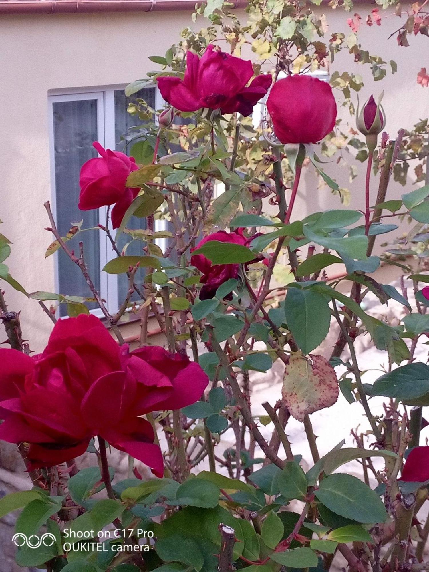 Hotel Vigor Sighnaghi Zewnętrze zdjęcie